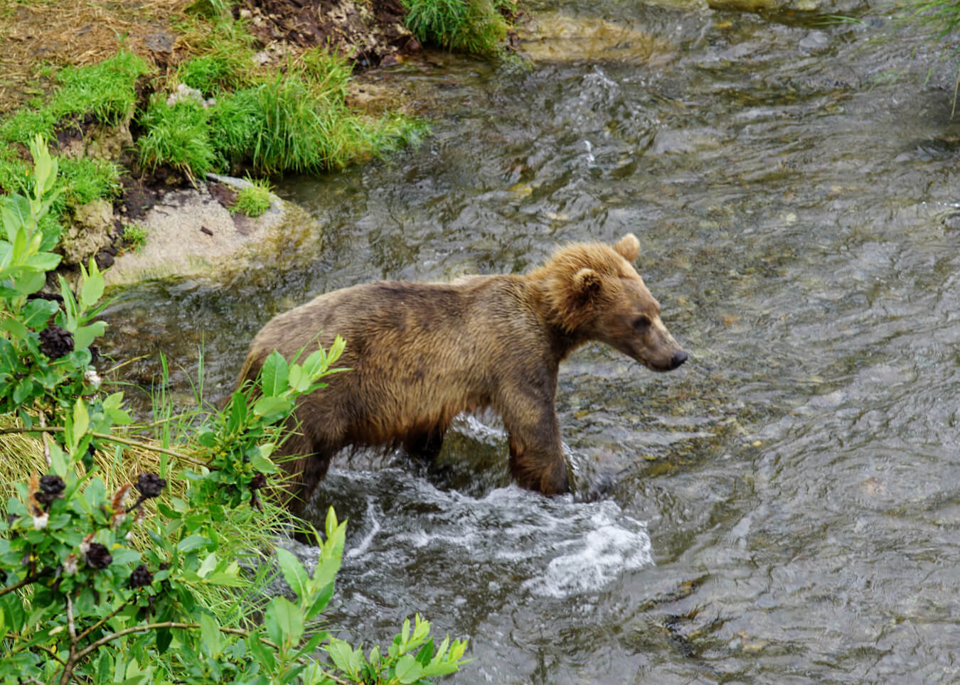 Cheapest Way to Visit Brooks Falls in Katmai National Park Andrea