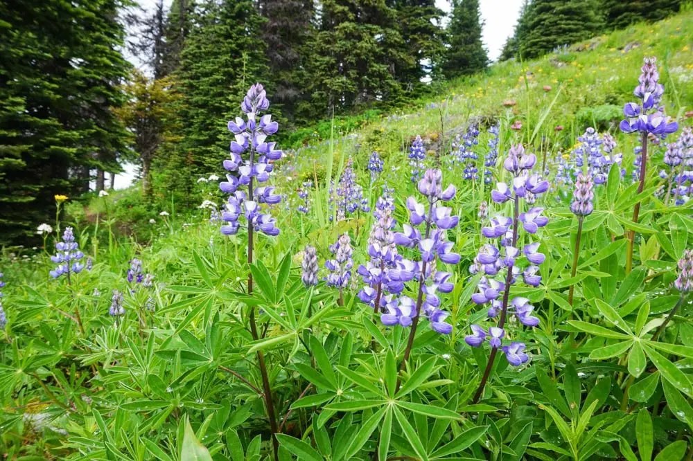 Wildflower Hike at Sun Peaks Resort in Kamloops, B.C. Andrea Peacock