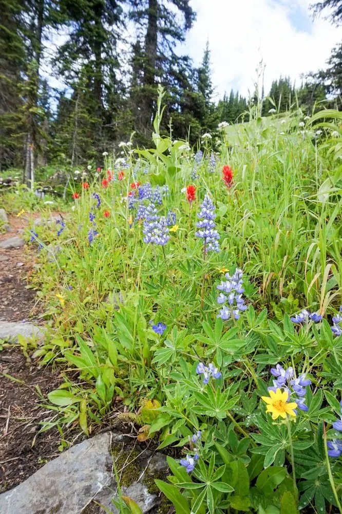 Wildflower Hike at Sun Peaks Resort in Kamloops, B.C. Andrea Peacock