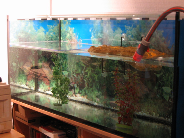 Neues Zuhause für unsere Schildkröten ads' corner