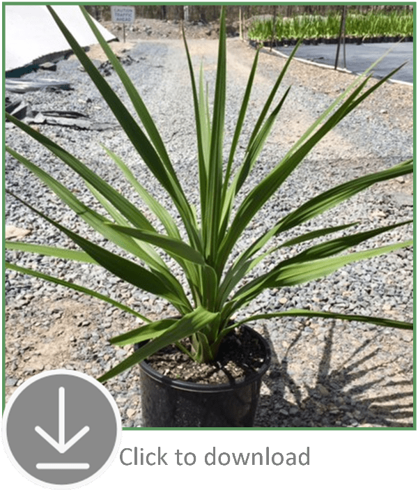 qld availability Andreasens Green Wholesale Nurseries