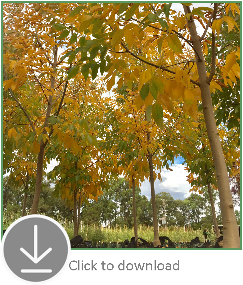 Advanced Tree Listing Andreasens Green Wholesale Nurseries