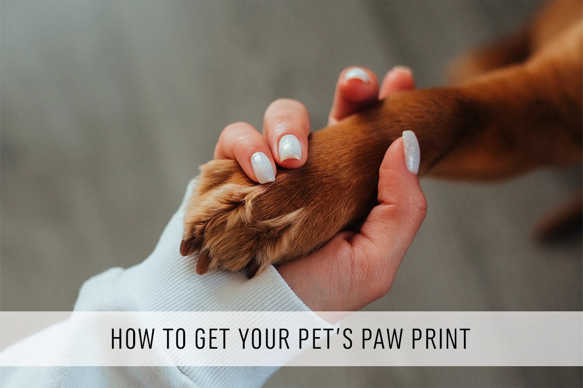 How to Get Your Pet's Paw Print Andrea Shelley Designs