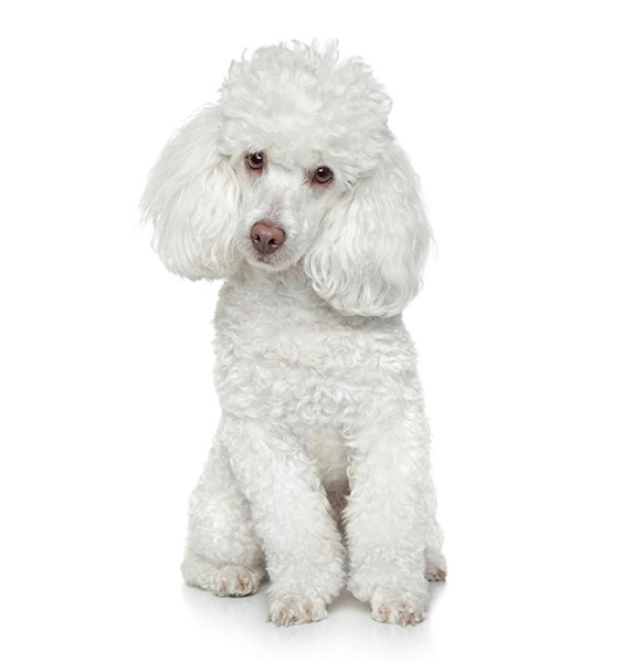 Poodle Κουτάβια Χαρακτηριστικά & Πληροφορίες Ανδρέας Κουταβάκια