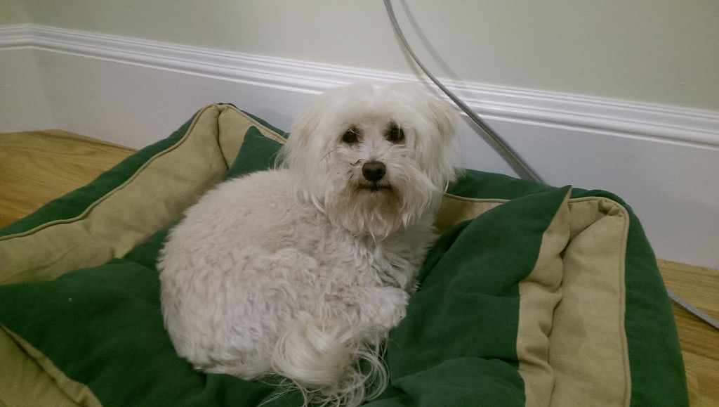 Tui Sutherland’s Studio Tour Andrea Skyberg