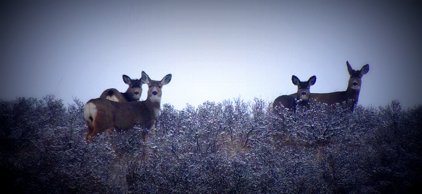 Animals of Calgary The Happy Hermit