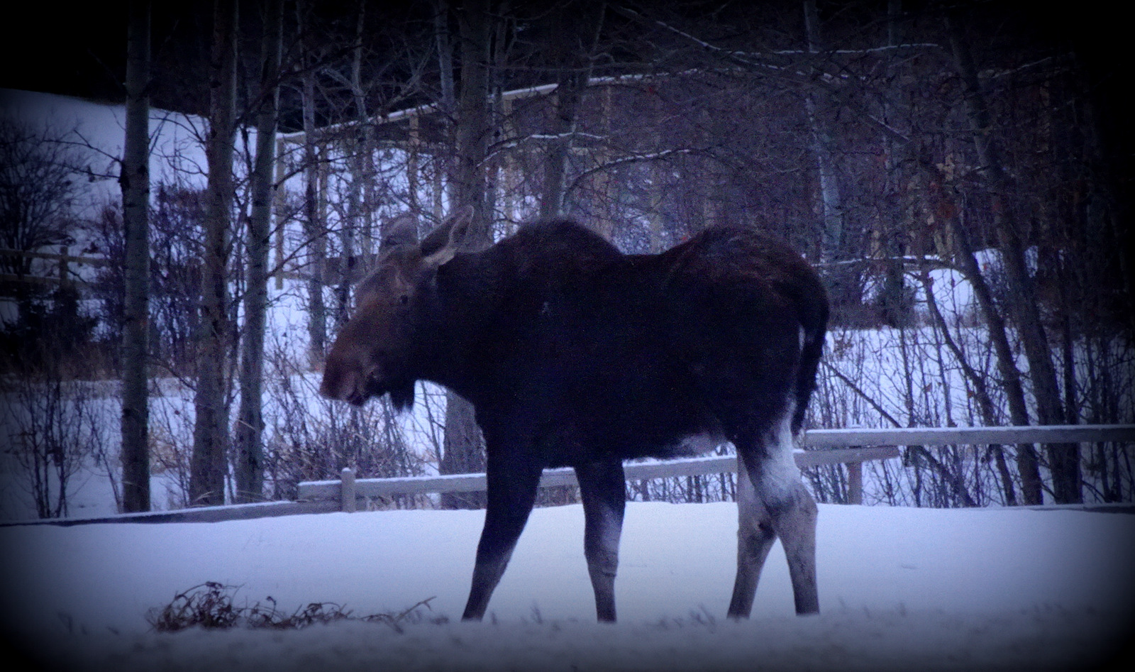 Animals of Calgary The Happy Hermit