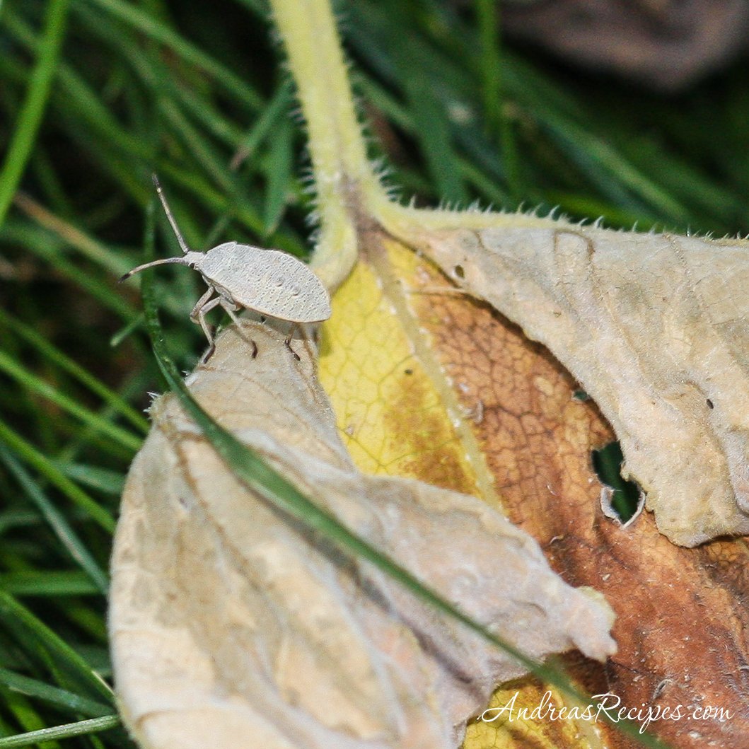 Squash Bug Control (Weekend Gardening) Making Life Delicious