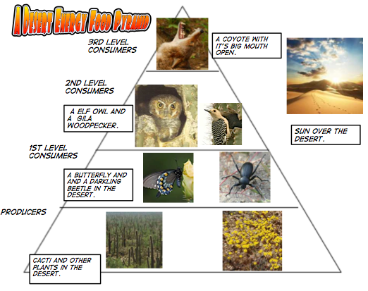 Mrs. Andre's Class / Max Luc energy pyramid