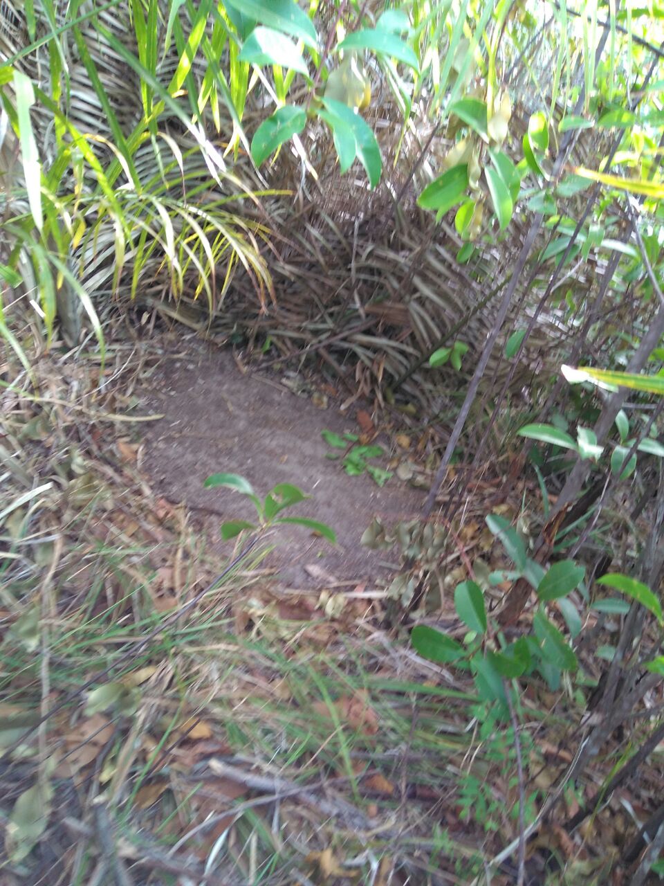 Missionary Andrew and the Secret Trails