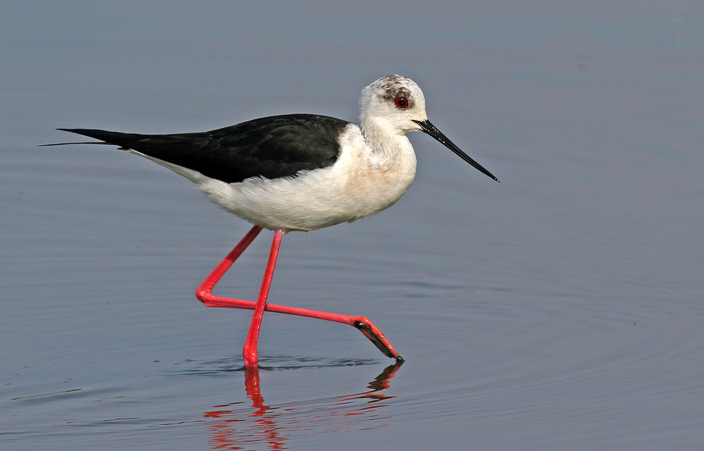 British breeding success for the Stilt Andrew's Birding Stuff