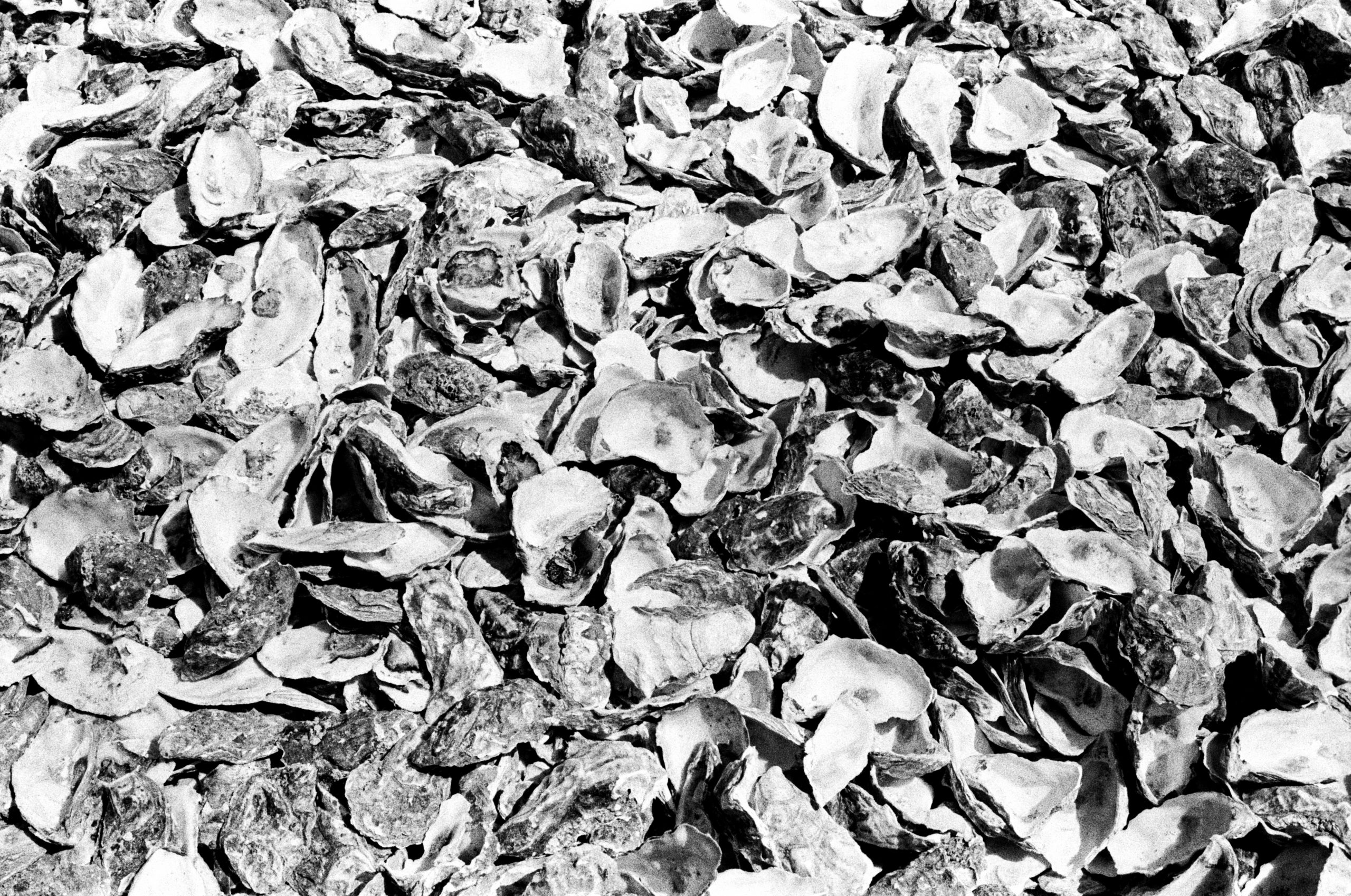 Oyster Shells, Whitstable Andrew Sleightholme