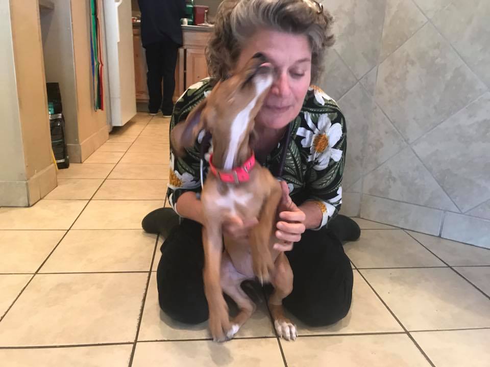 The AVH Team Andrews Veterinary Hospital