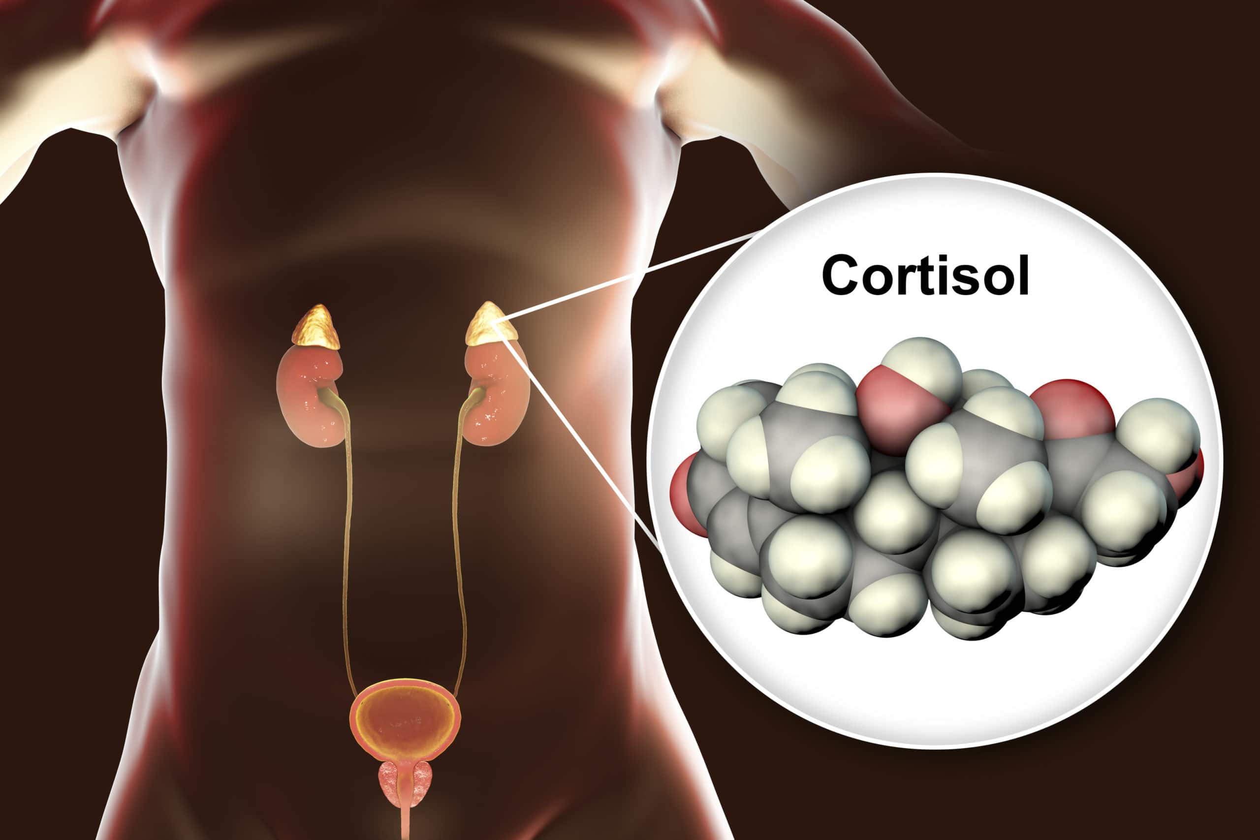 The Cortisol Connection How Stress Affects Your Whole Body