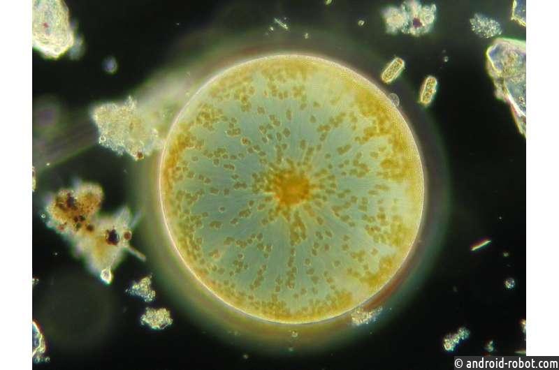 Какое отношение физиология фитопланктона имеет к глобальному климату