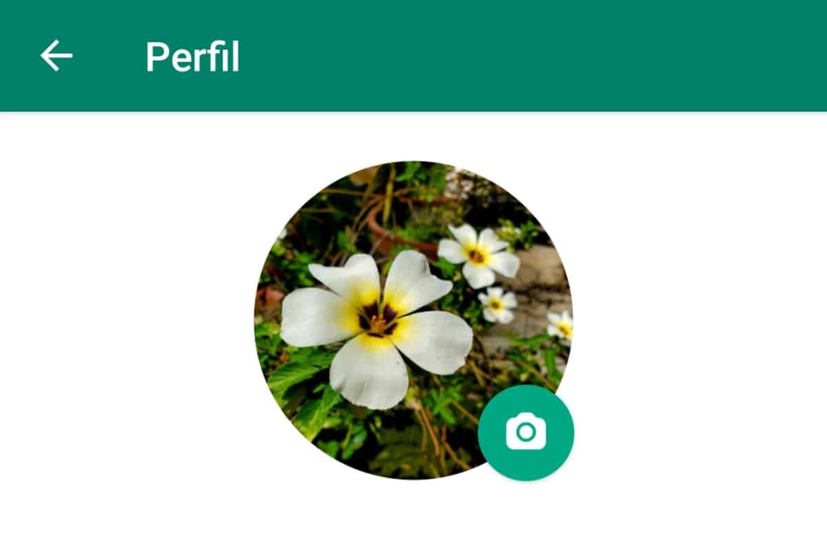 How to change WhatsApp profile photo? Gearrice
