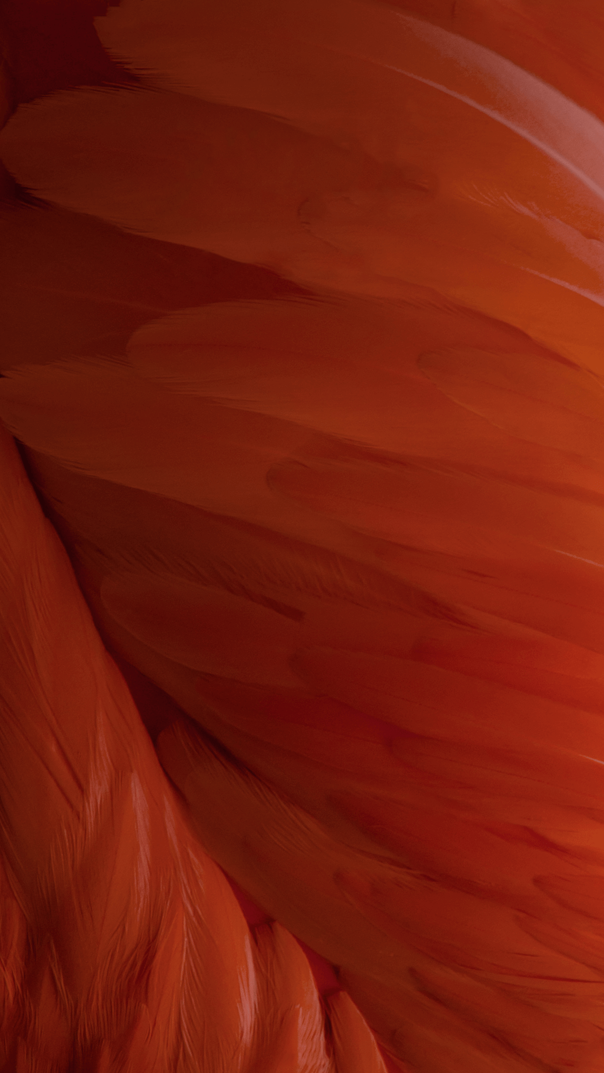 Feather Red iPhone wallpaper Android wallpaper Android HD wallpapers