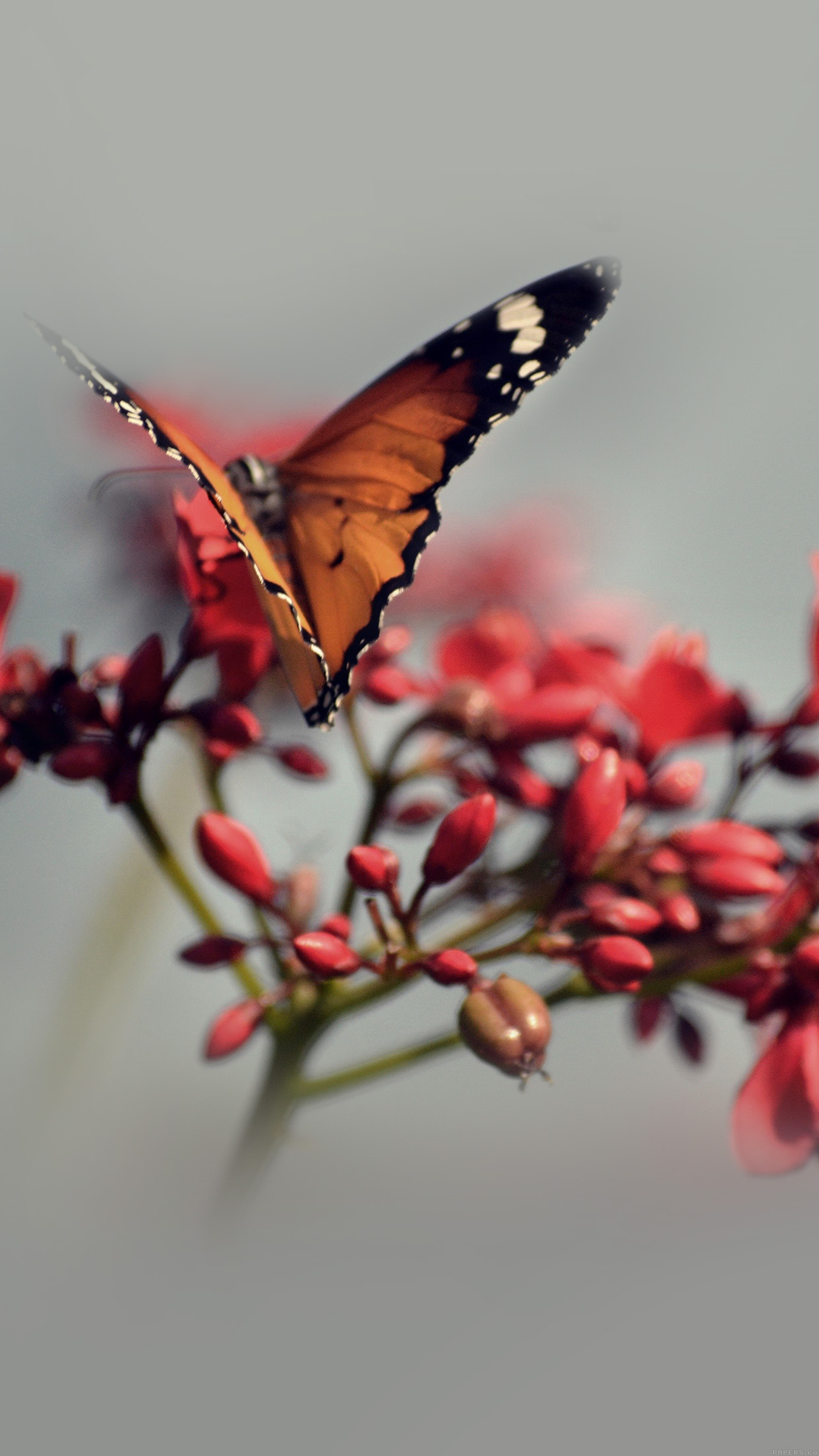 Lock Screen Butterfly Cute Flower Wallpaper GAMBAR BUNGA