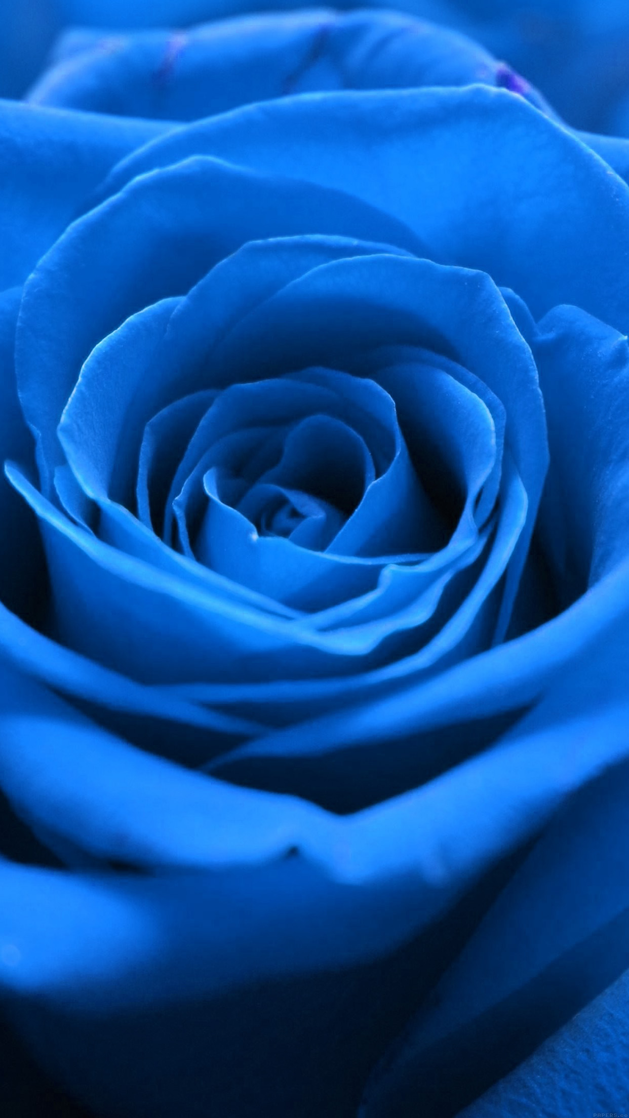 Rose Flower Hd Wallpaper For Android Best Flower Site
