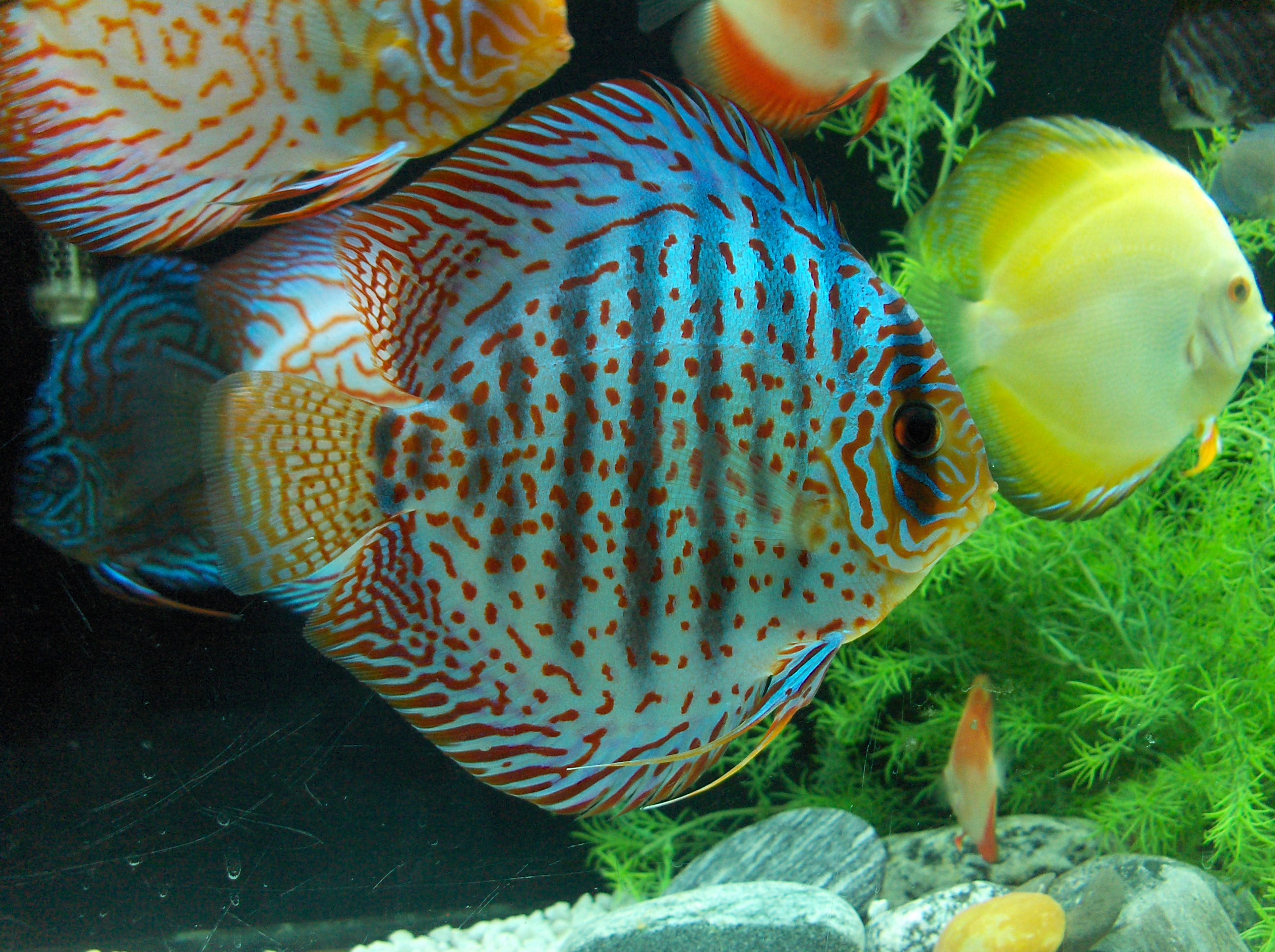 discus And That's A Post