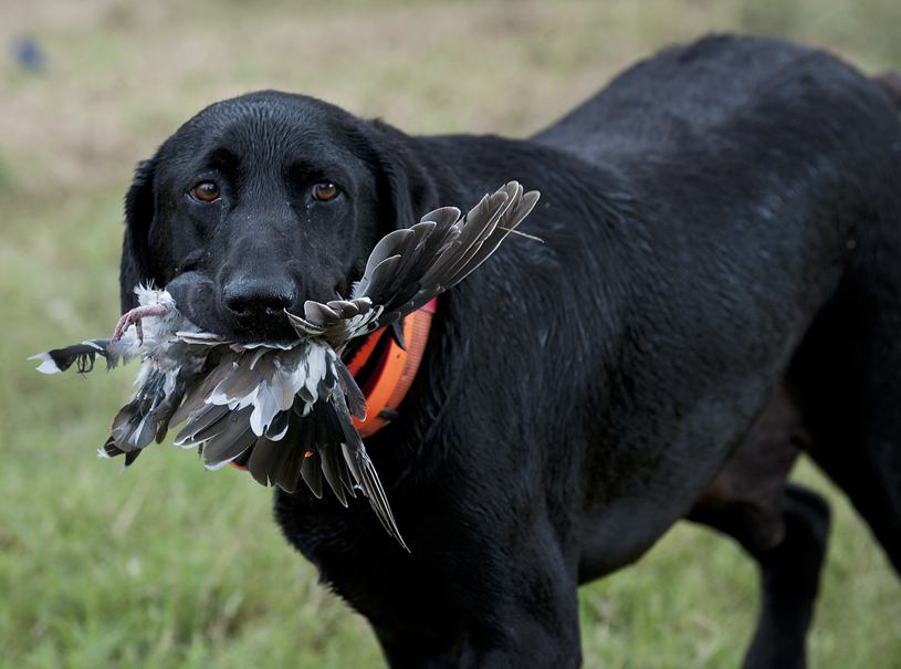 » Dove Hunting Season is Here Andy's Ramblings