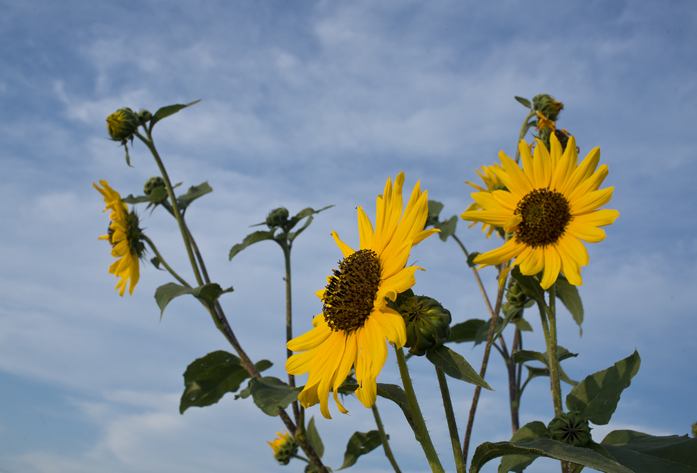 Roadside Sunflowers Andy's Ramblings