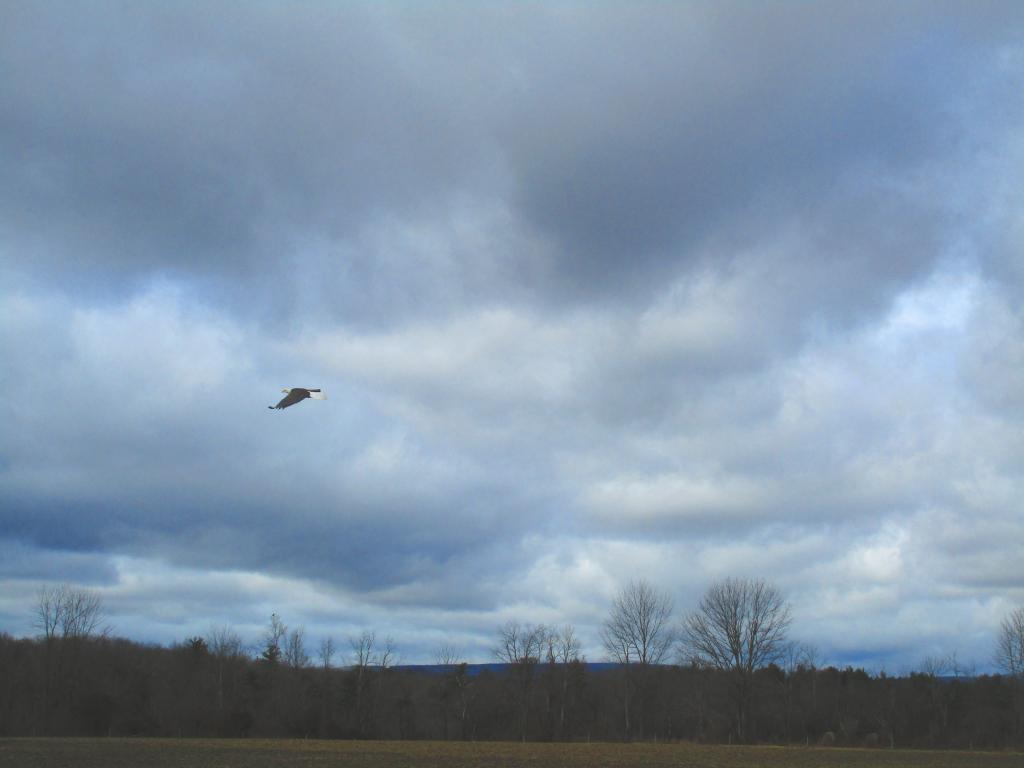 Map Moose River Plains Campsites No. 131 Andy