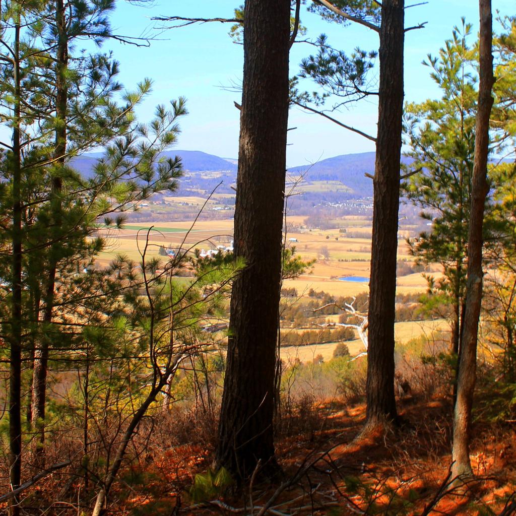 Cotton Hill State Forest Andy