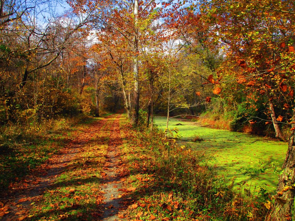 Watsons East Triangle Wild Forest Andy