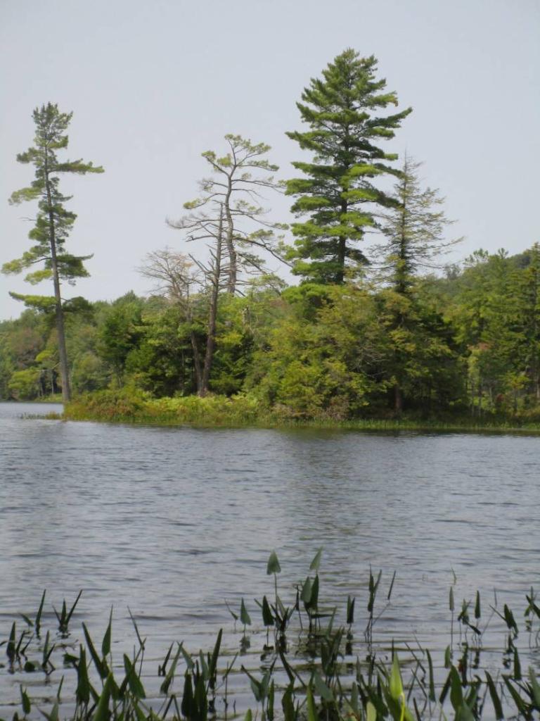 Map Nine Mile Swamp Map Andy