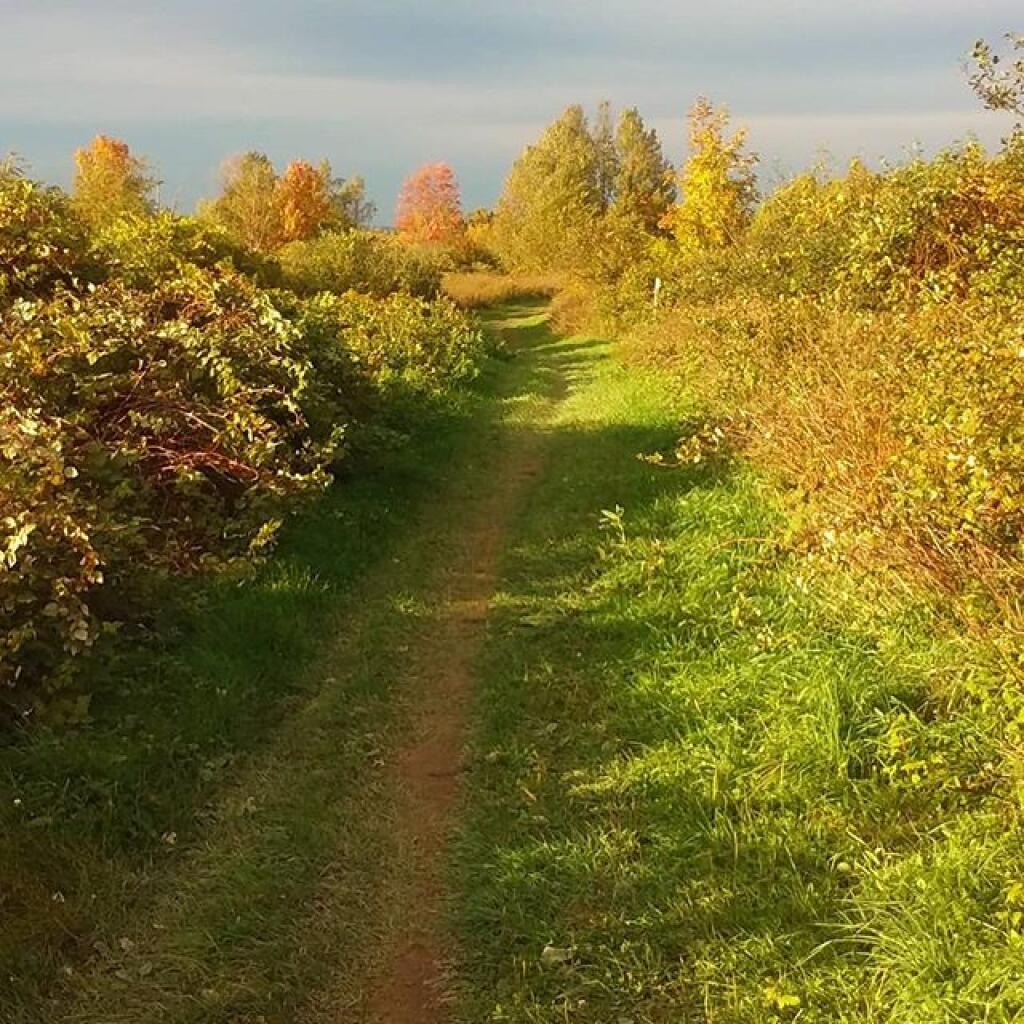 Chautauqua County Andy