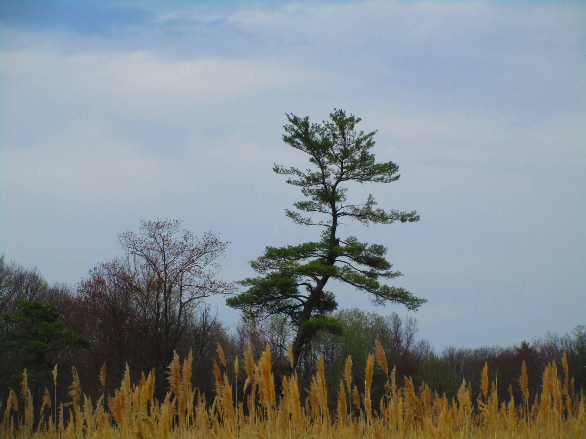 Stratton Mountain Trail Map