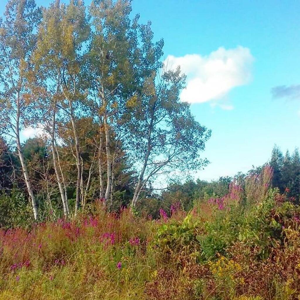 Map Aiken Wilderness Andy