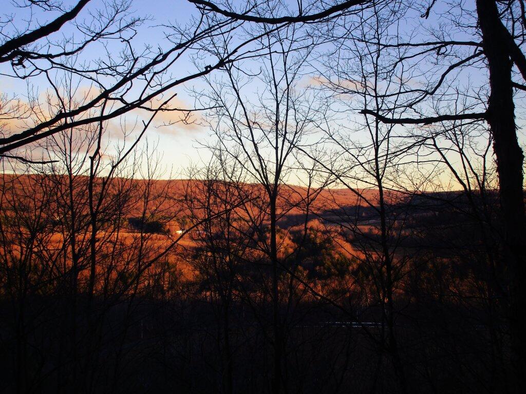 Bombay State Forest Andy