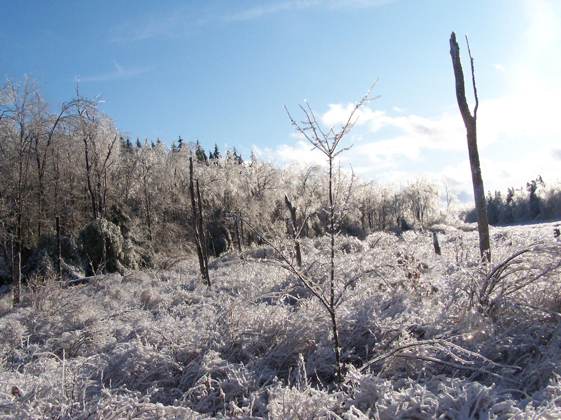 Photo Ice Swamp Andy