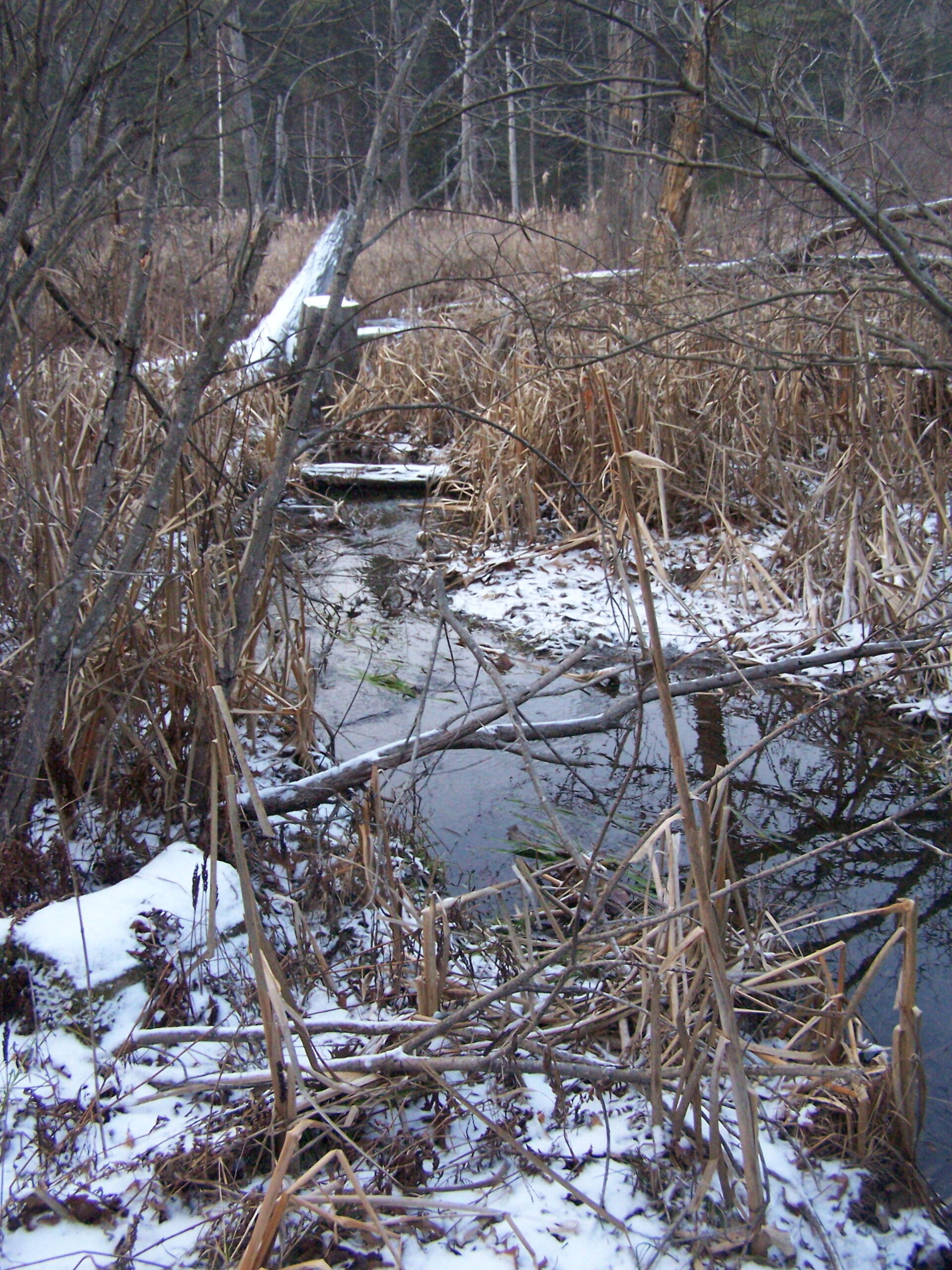 Photo Ice Swamp Creek Andy