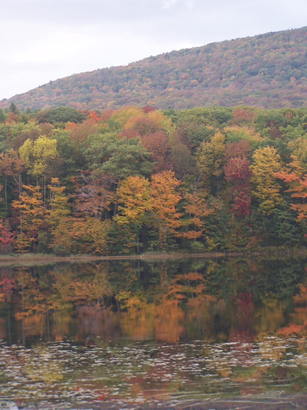 East Otto State Forest Andy