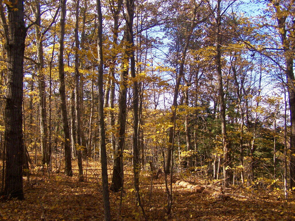 Photo Along the Old Woods Road Andy