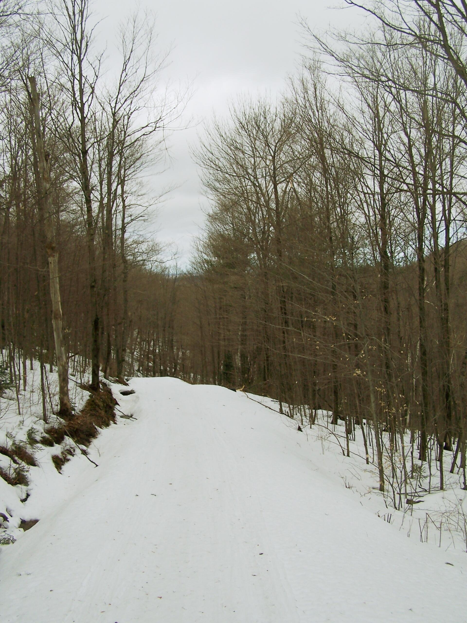 Photo Old Woods Road Andy