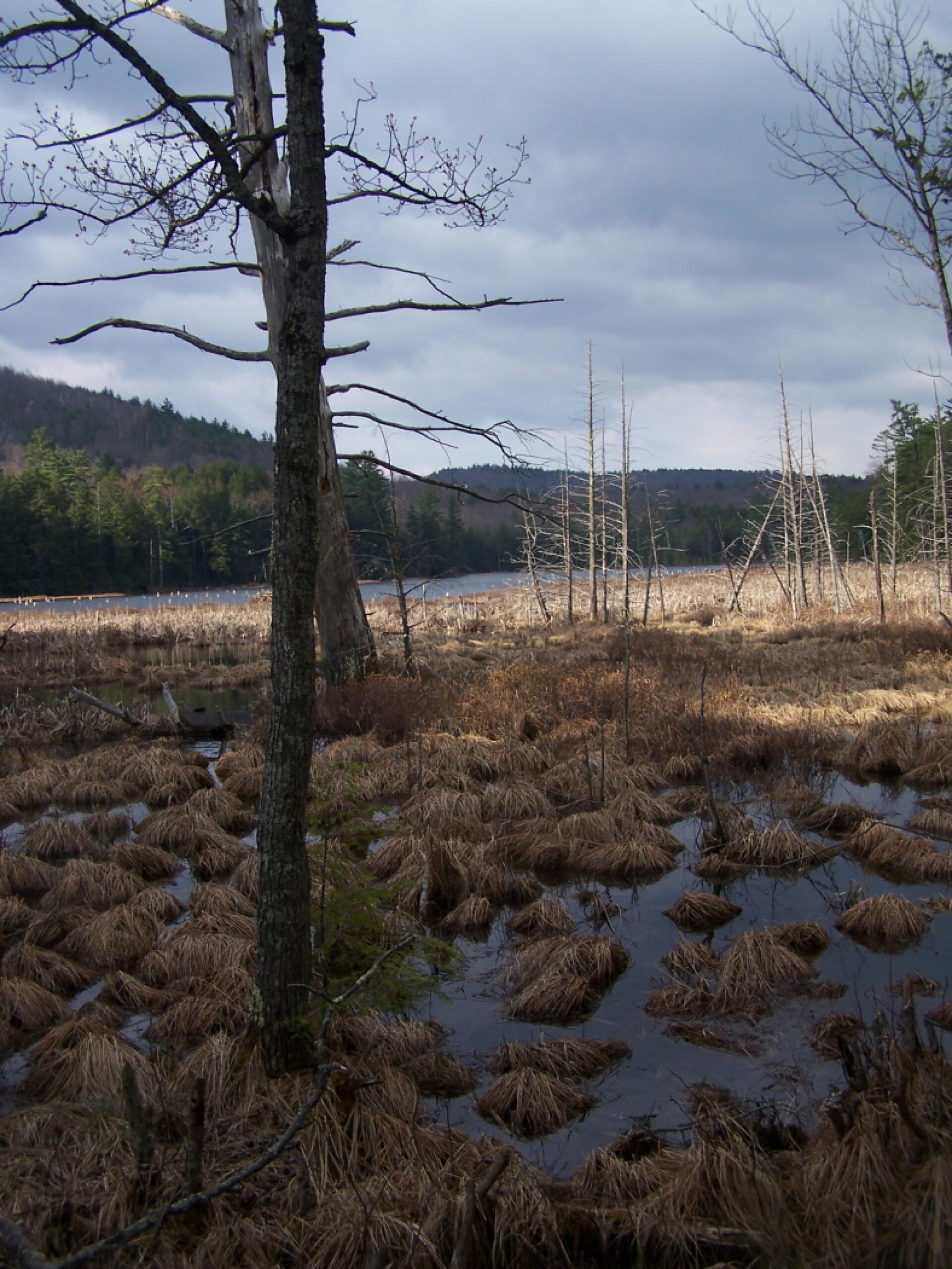 Photo Across Alder Pond Andy