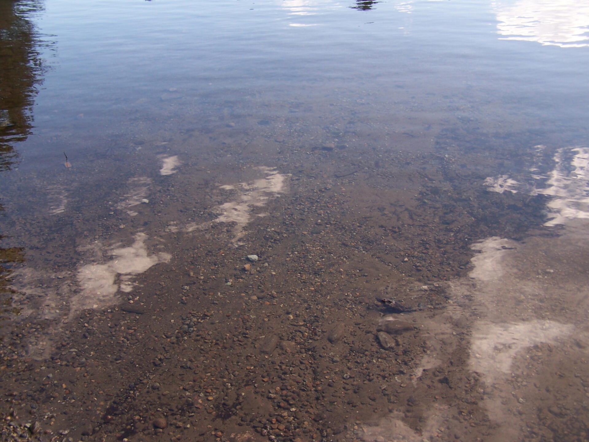 Photo Crane Pond Shoreline Andy