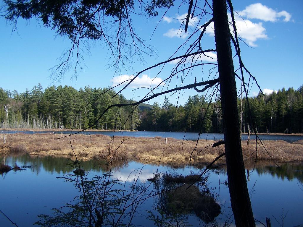 Photo Alder Pond Andy