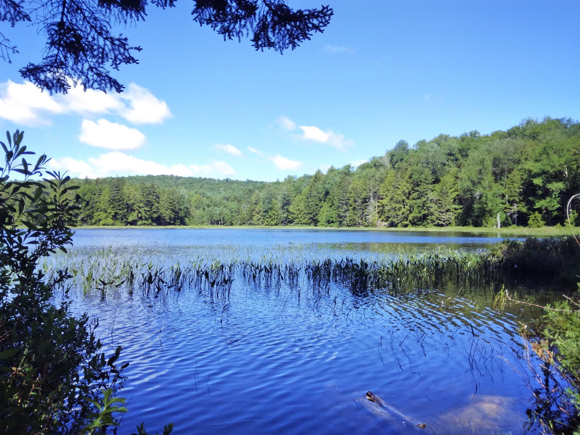 Photo House Pond Andy