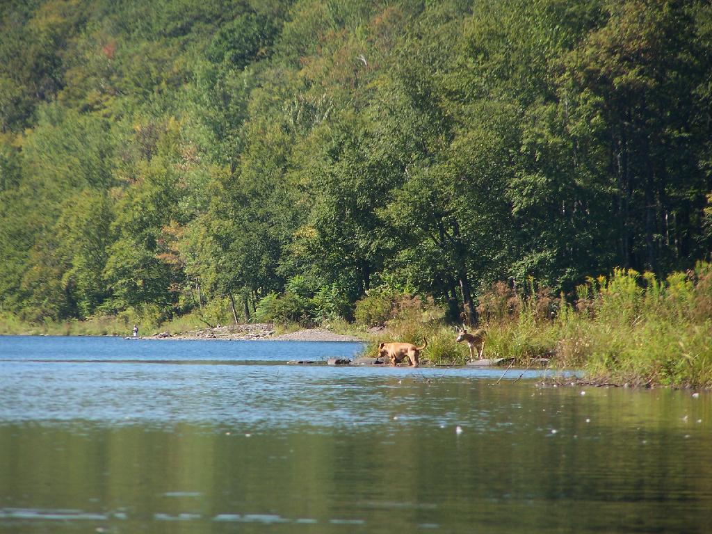 Photo Dogs Swimming in Big Pond Andy