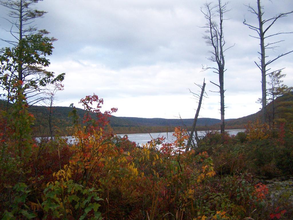Photo Labrador Pond Andy
