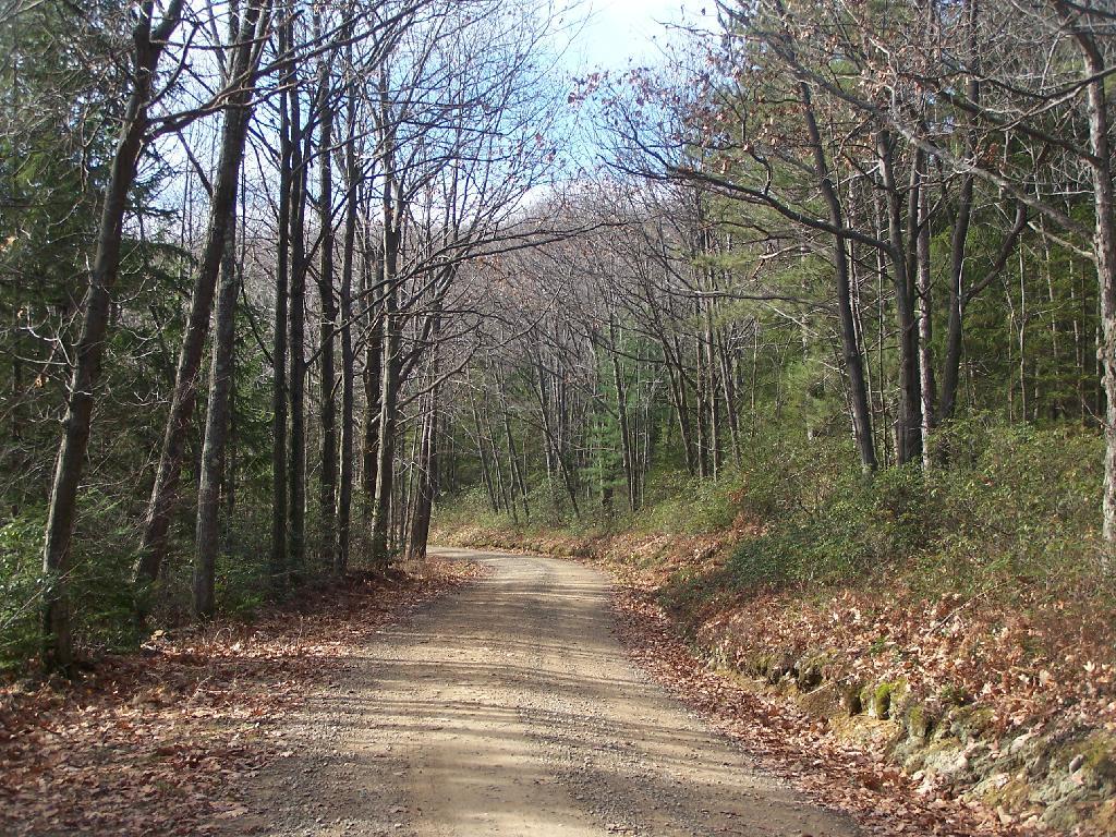 Tioga State Forest Andy