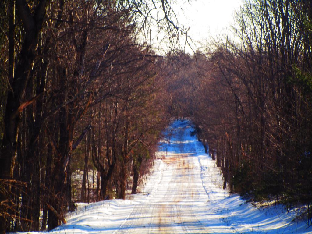 Wilcox Lake Wild Forest Andy
