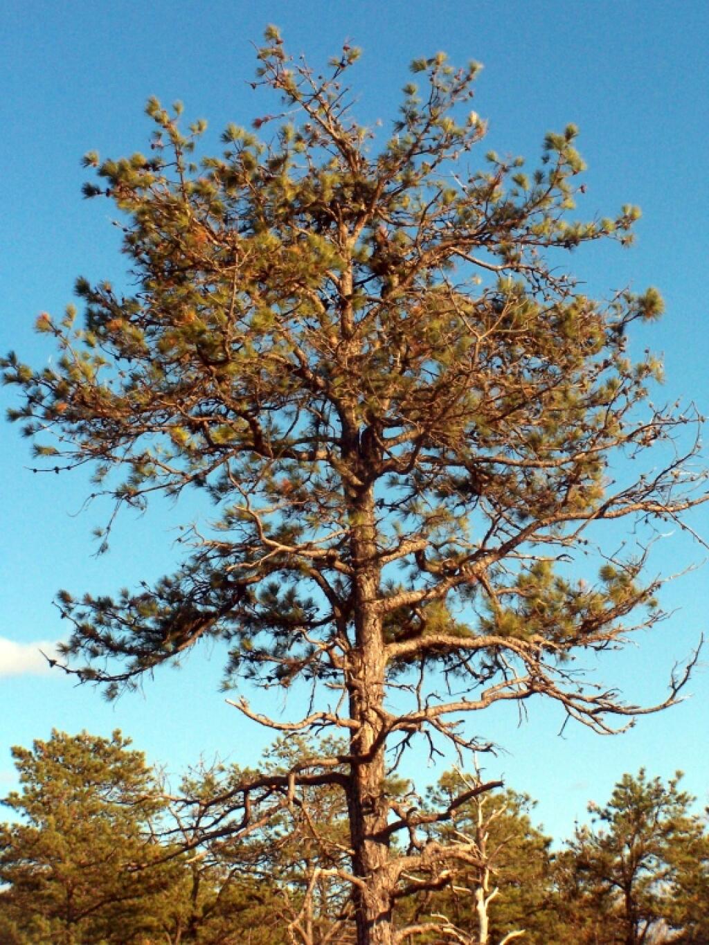 Photo Pitch Pines Along the Trail Andy