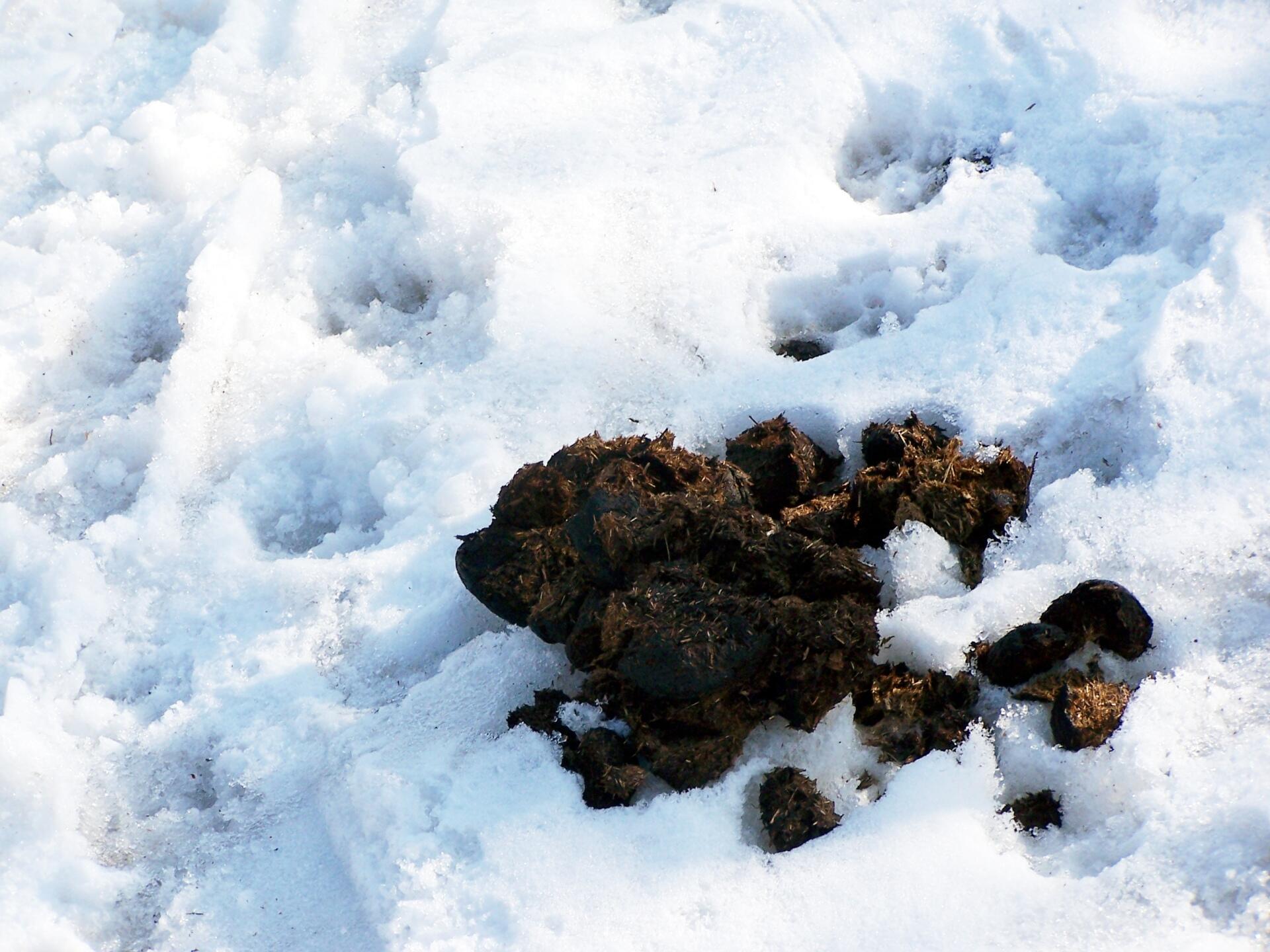 Photo Horse Manure on Trail Andy