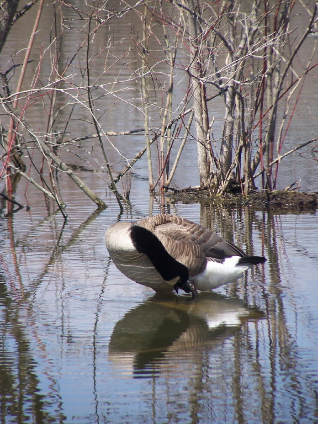 Photo Goose Cleaning Himself Andy